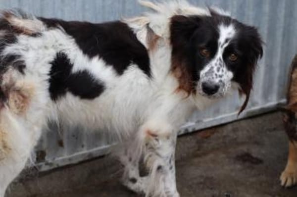 Morina - hübsche Wuschelhündin