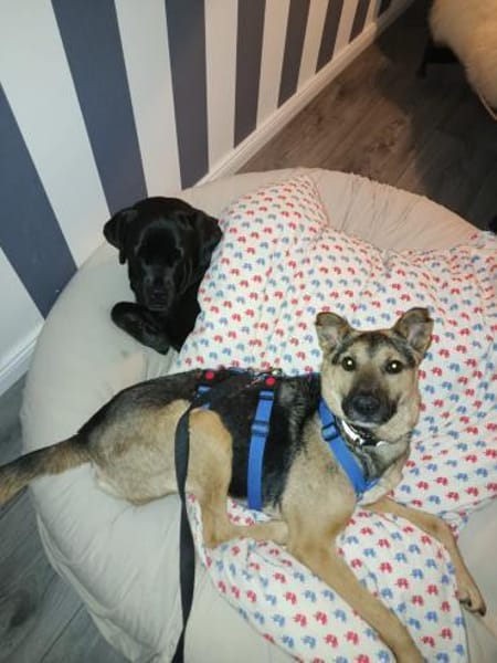 MINK * agiler Typ mit Charakter