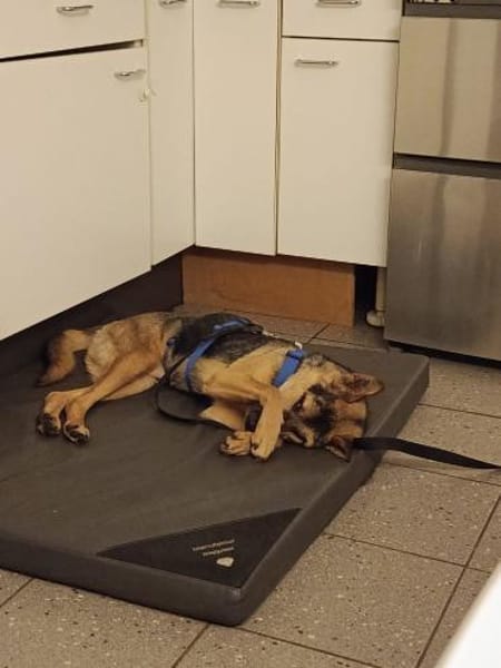 MINK * agiler Typ mit Charakter