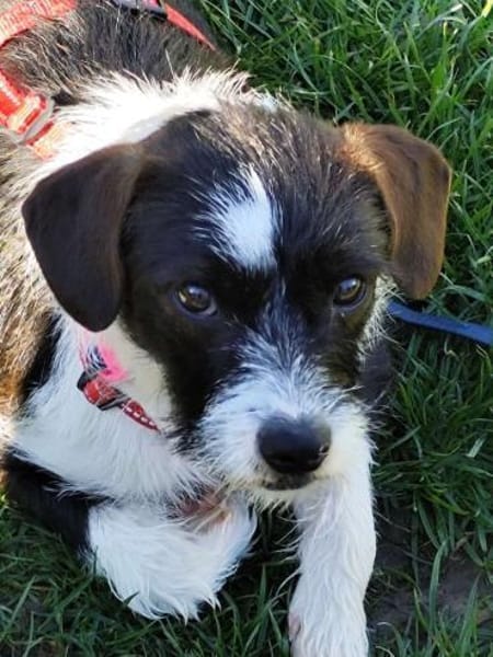 Tess wartet auf ihre Menschen