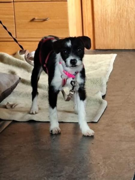 Tess wartet auf ihre Menschen