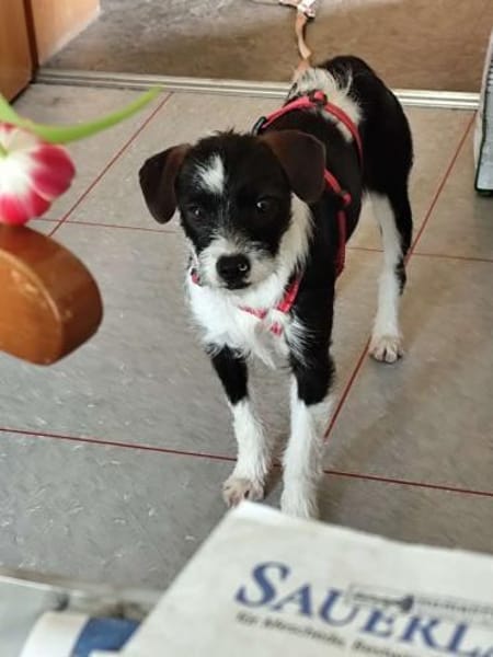 Tess wartet auf ihre Menschen