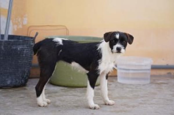 Tess wartet auf ihre Menschen