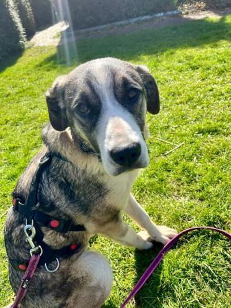 Sensible Zara sucht ihre Familie 🐕💪