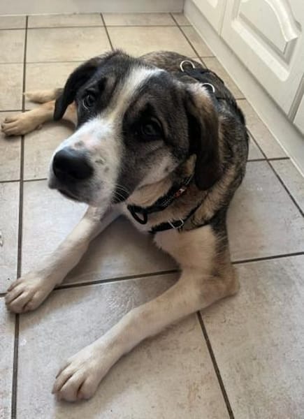 Sensible Zara sucht ihre Familie 🐕💪