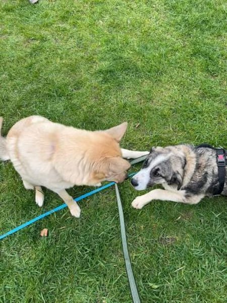 Sensible Zara sucht ihre Familie 🐕💪