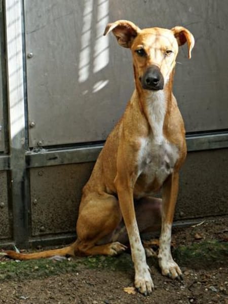 Miki, freundlich, lernwillig,verträglich