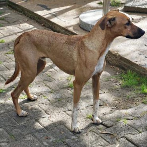 Miki, freundlich, lernwillig,verträglich