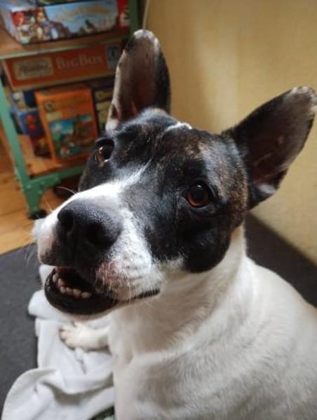 Mark,verschmust,lernwillig,leinenführig