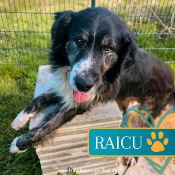 Lustiger Raicu sucht seine Familie