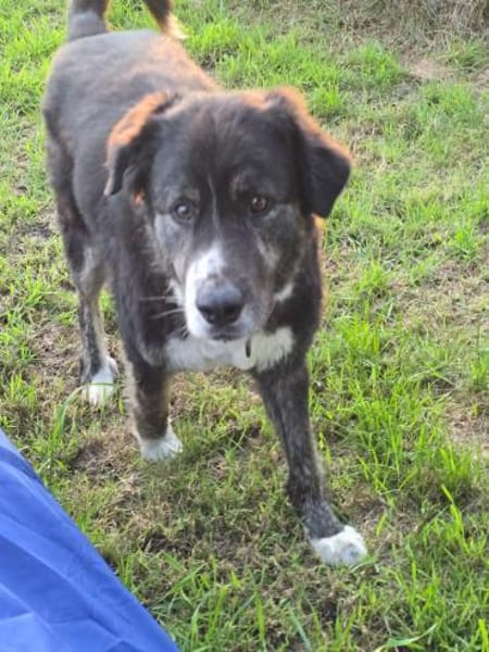 Lustiger Raicu sucht seine Familie