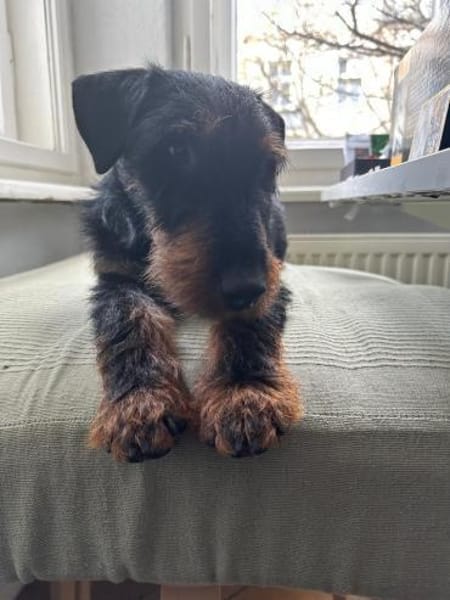 Süßer Djidjie möchte eine Familie