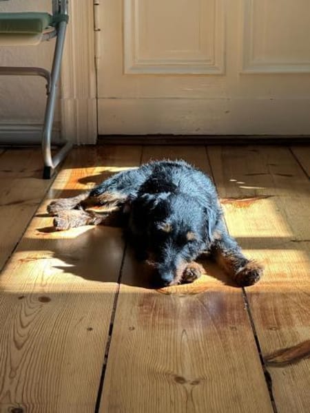 Süßer Djidjie möchte eine Familie