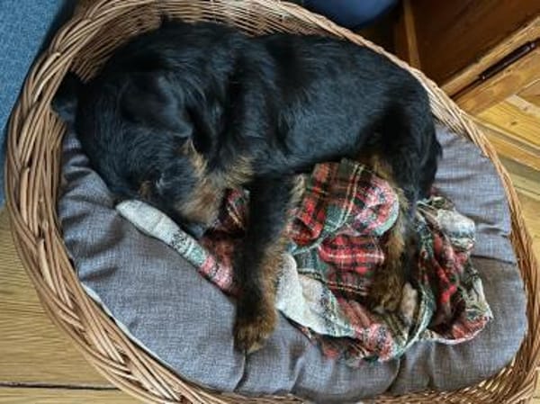 Süßer Djidjie möchte eine Familie