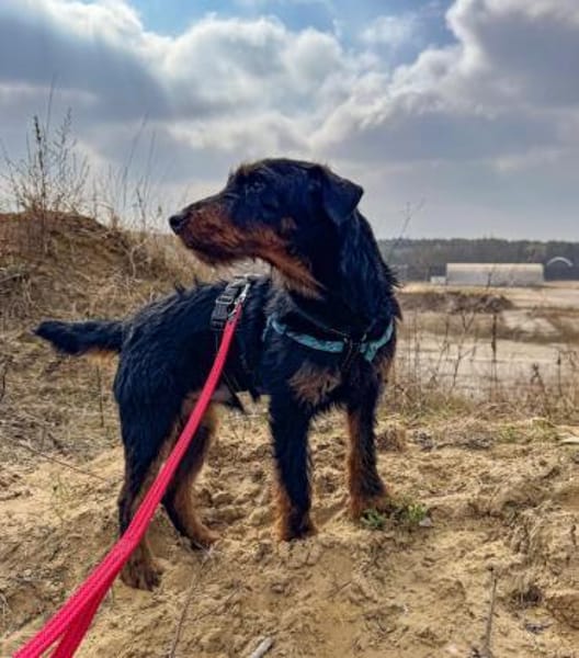 Süßer Djidjie möchte eine Familie