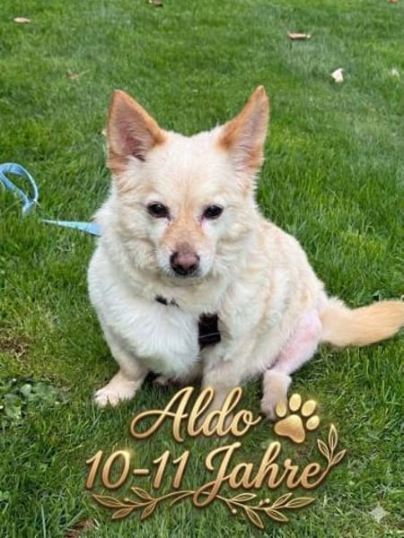 Aldo süßer kleiner Hundesenior 10-11 J.