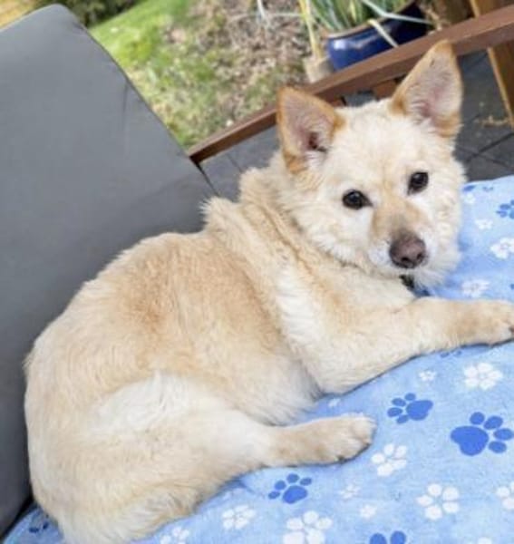 Aldo süßer kleiner Hundesenior 10-11 J.