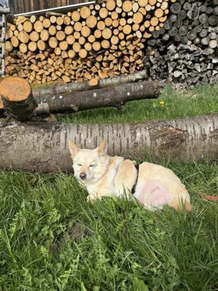 Aldo süßer kleiner Hundesenior 10-11 J.