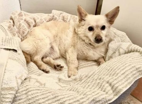 Aldo süßer kleiner Hundesenior 10-11 J.