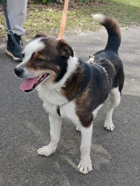 John-Boy - der liebe Wirbelwind