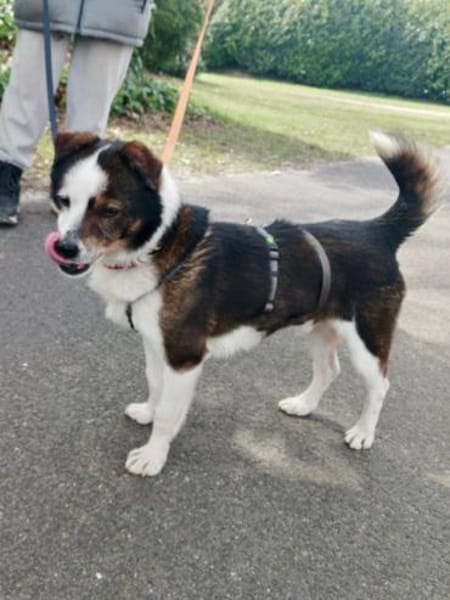 John-Boy - der liebe Wirbelwind