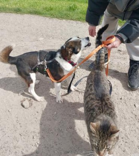 John-Boy - der liebe Wirbelwind