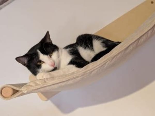 Sanfte Katze Inky sucht ihr Zuhause