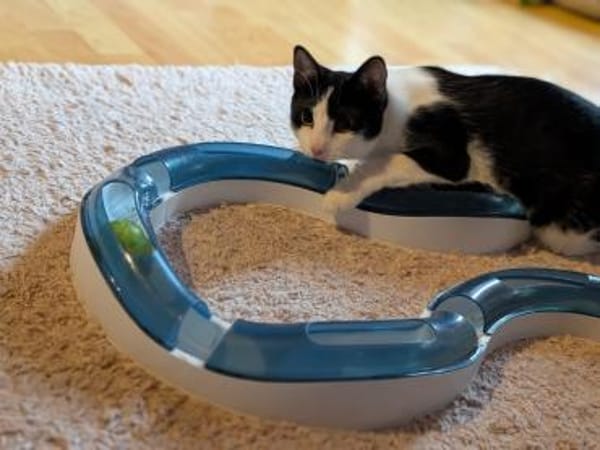 Sanfte Katze Inky sucht ihr Zuhause