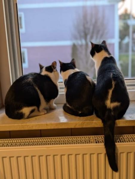 Sanfte Katze Inky sucht ihr Zuhause