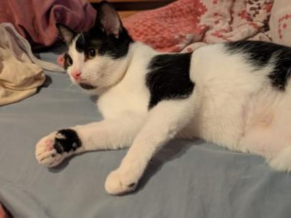 Sanfte Katze Inky sucht ihr Zuhause