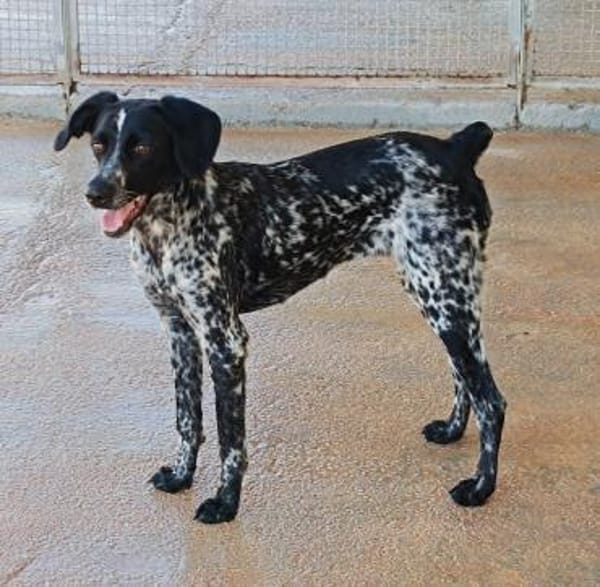 White in der Tierherberge Donzdorf