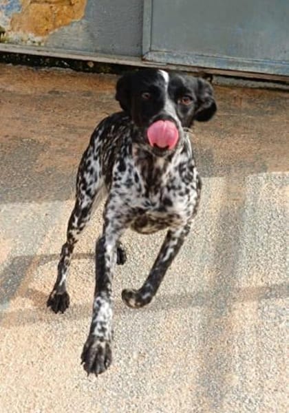 White in der Tierherberge Donzdorf
