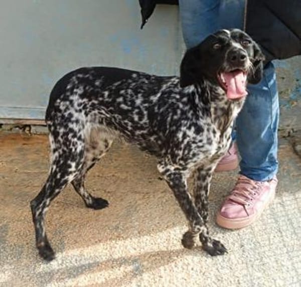 White in der Tierherberge Donzdorf