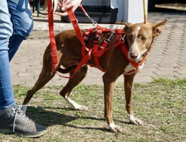 Roqui, vorsichtig, klug, sehr loyal