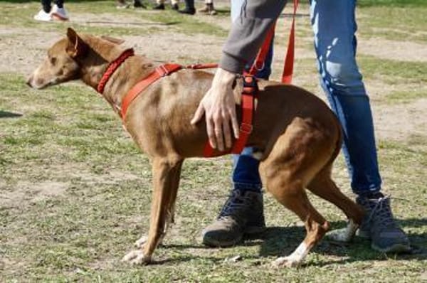 Roqui, vorsichtig, klug, sehr loyal