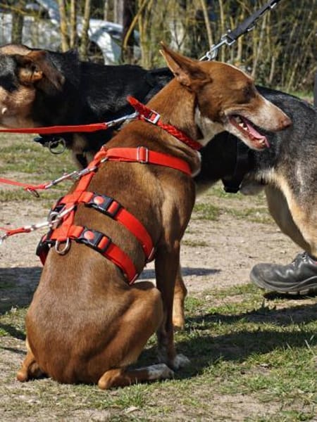 Roqui, vorsichtig, klug, sehr loyal