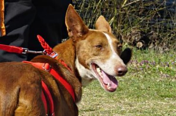 Roqui, vorsichtig, klug, sehr loyal