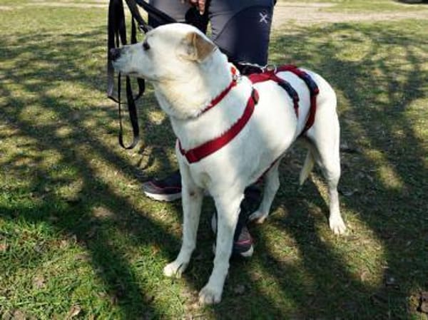 Coco, menschenbezogen, neugierig