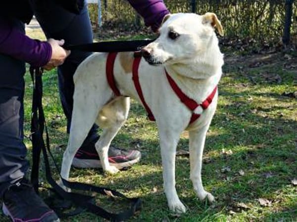 Coco, menschenbezogen, neugierig