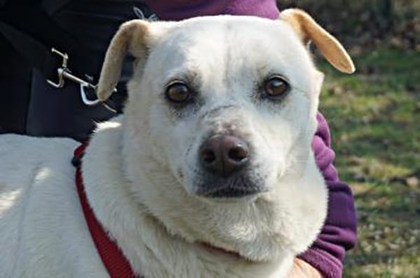 Coco, menschenbezogen, neugierig