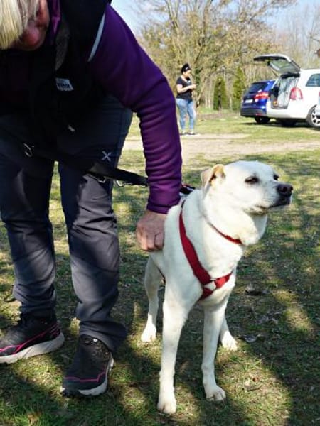 Coco, menschenbezogen, neugierig