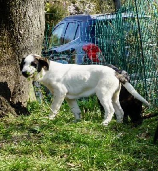 Coockie, agil, neugierig, lernwillig