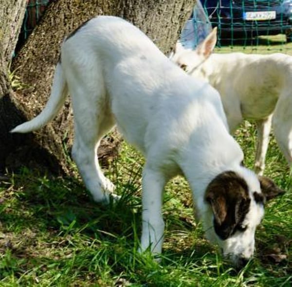 Coockie, agil, neugierig, lernwillig