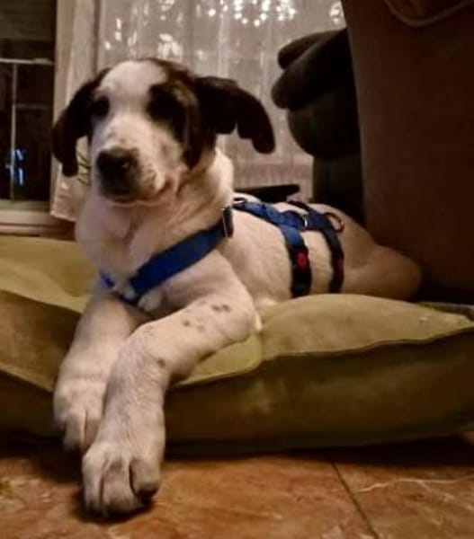 Coockie, agil, neugierig, lernwillig