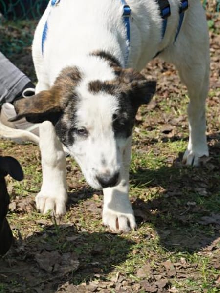 Coockie, agil, neugierig, lernwillig