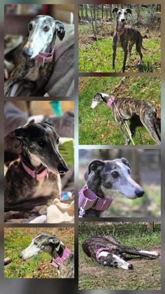 Maggie, sozial, offen, leinenführig