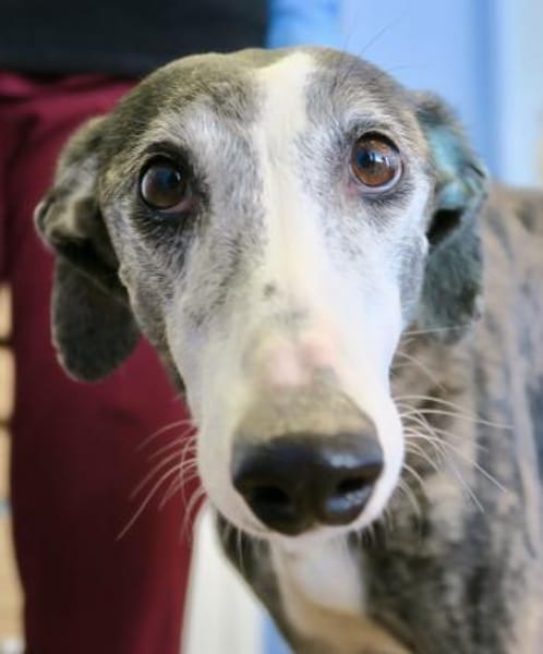 Maggie, sozial, offen, leinenführig