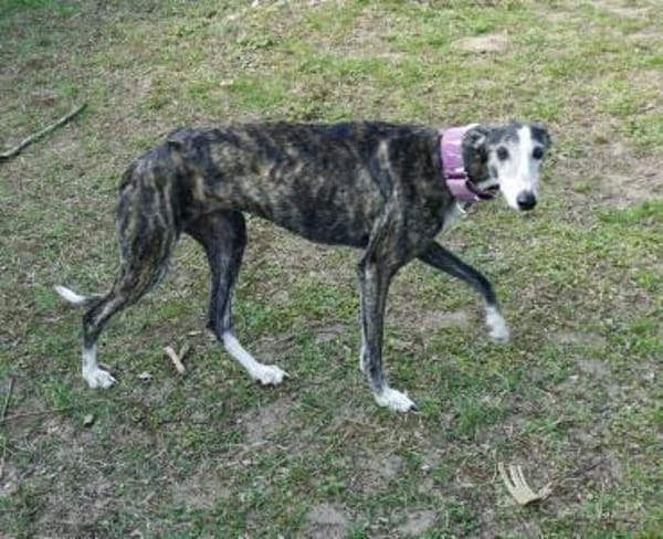 Maggie, sozial, offen, leinenführig