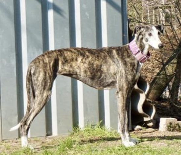 Maggie, sozial, offen, leinenführig