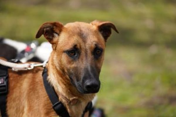 Lili sucht ihr Zuhause